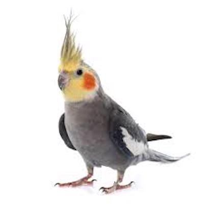 COCKATIEL 