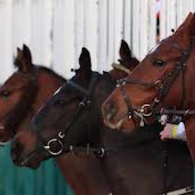 Improvers-Horse Racing