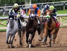 horses g8dcd3ab09 640