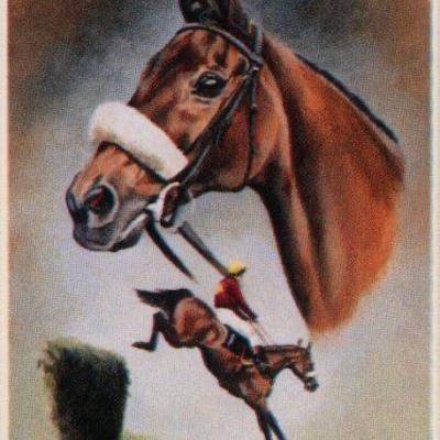 Monkey To Win Horse Racing