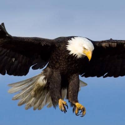 Aquila 77 Football