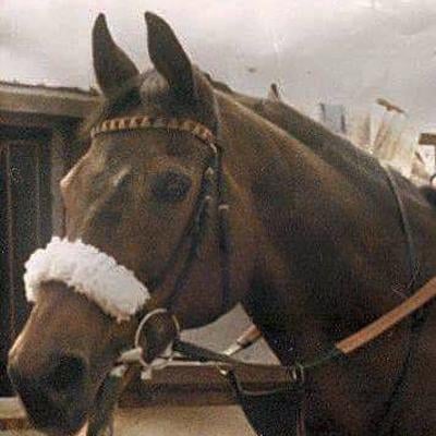 Backtowin Horse Racing