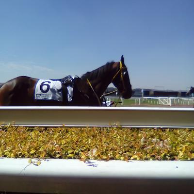 Cliffs Value Tips Horse Racing