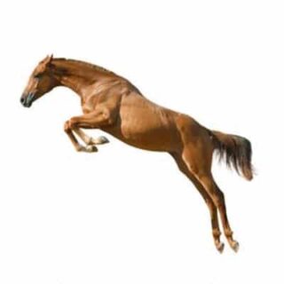 Flying Horse Stars Horse Racing