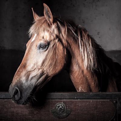 Racingtips4u Horse Racing