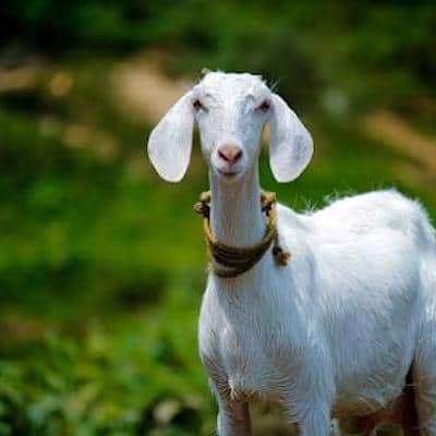 The Goat Tennis