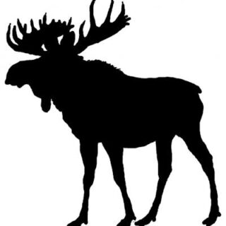 Moose Tips Horse Racing