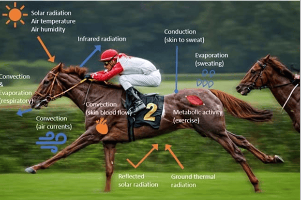 The Influence of Weather on Horse Racing 3 Effects of Heat on horse racing
