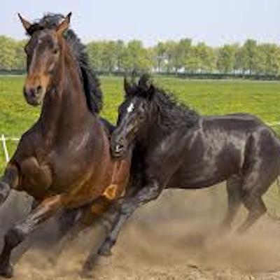 BroncoBet Horse20Racing