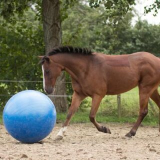 Footstar Horse Racing