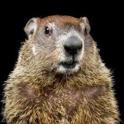 Groundhog Horse20Racing