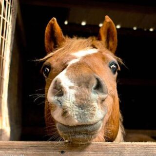 No Dodgy Overnight Tips Horse Racing