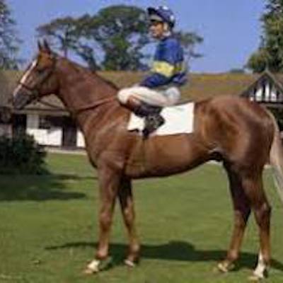 Tippyman Horse20Racing