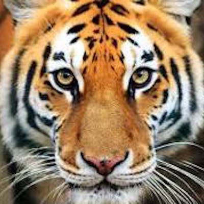 tigerbets Football