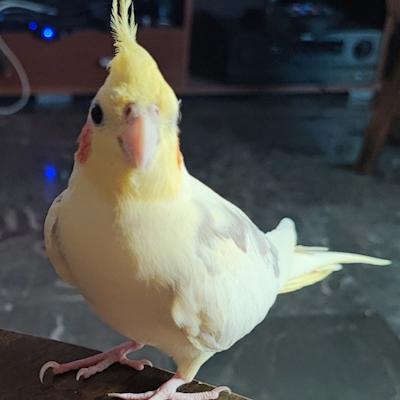 Angelinho.com Football
